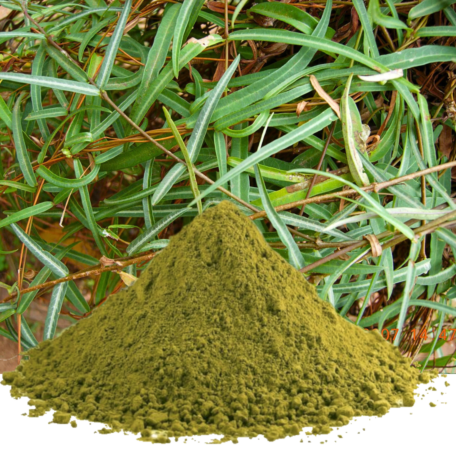Sarsaparilla Leaf Powder | Organic Hemidesmus indicus | 100% Natural Herbal Tea
