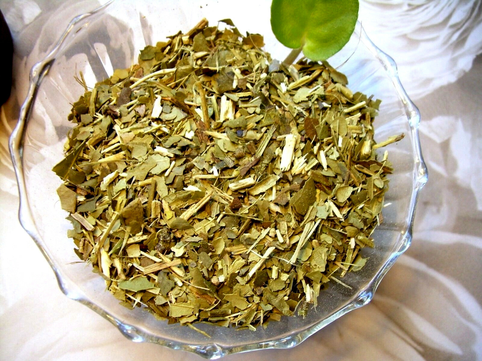 Tea Plus Herb Infusion South American Yerba Mate & Japan Sencha Green Tea Blend