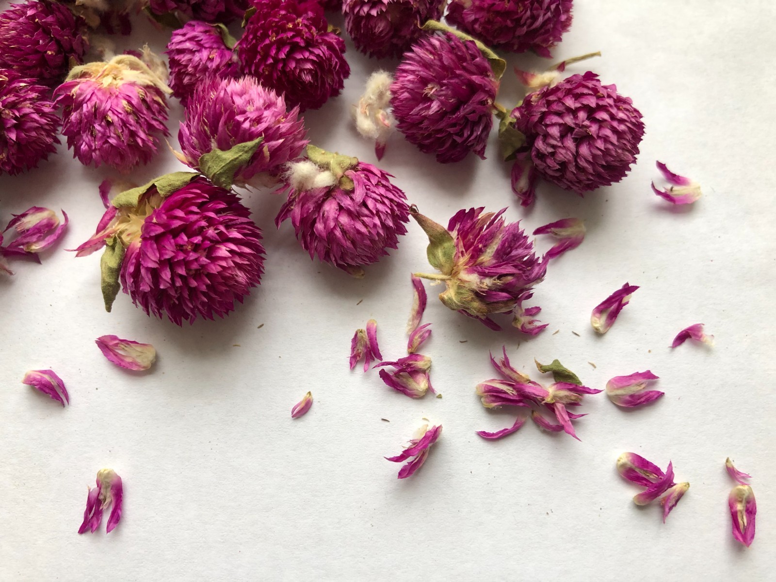 US SELLER! 8oz Food Grade Dried Loose Globe Amaranth Gomphrena Flower Herbal Tea