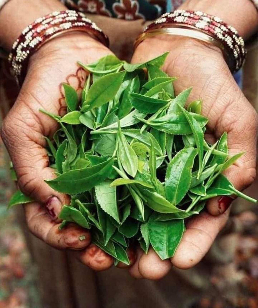Ceylon Black Tea Organic Natural BOPF Tea