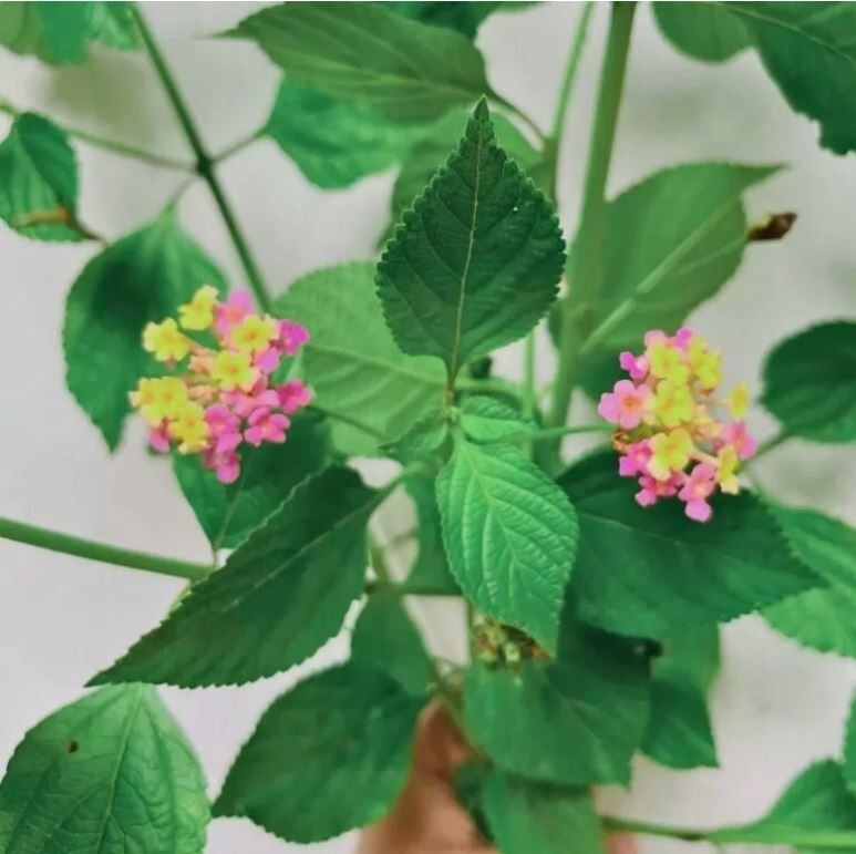75g Dried Lantana Camara Leaves 100% Organic Shrub Verbena Angel Lips Tea