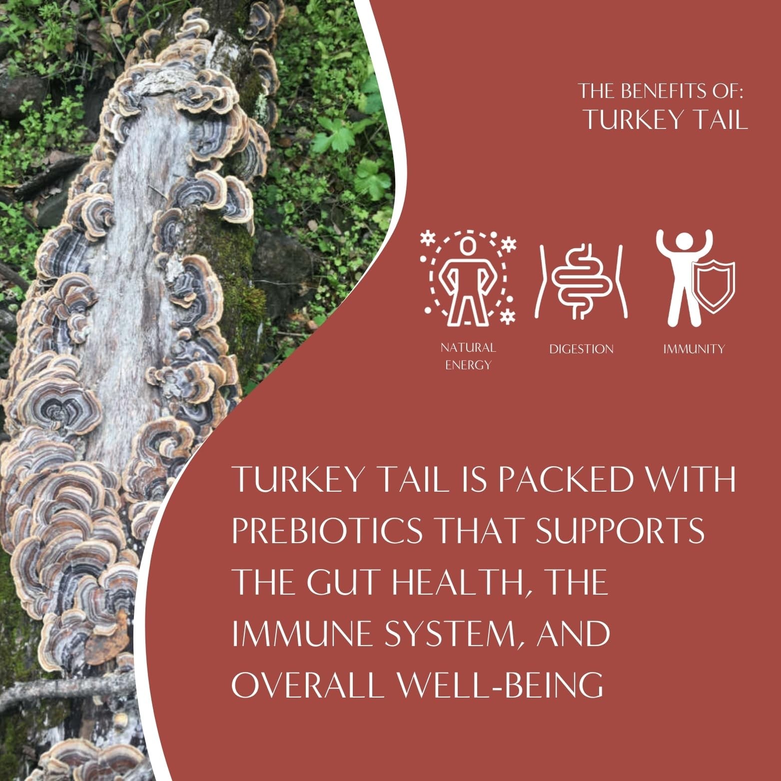 Mushroom Herbal Tea Turkey Tail Astragalus Toasted Maple Caffeine Free, Pre…