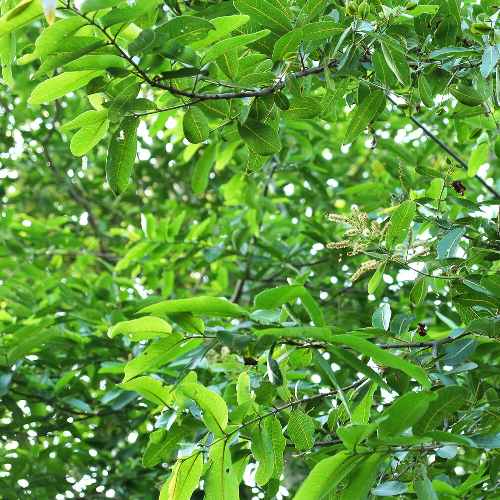 Terminalia Arjuna Dried Leaves Ceylon Organic Herbal Natural Tea Blend
