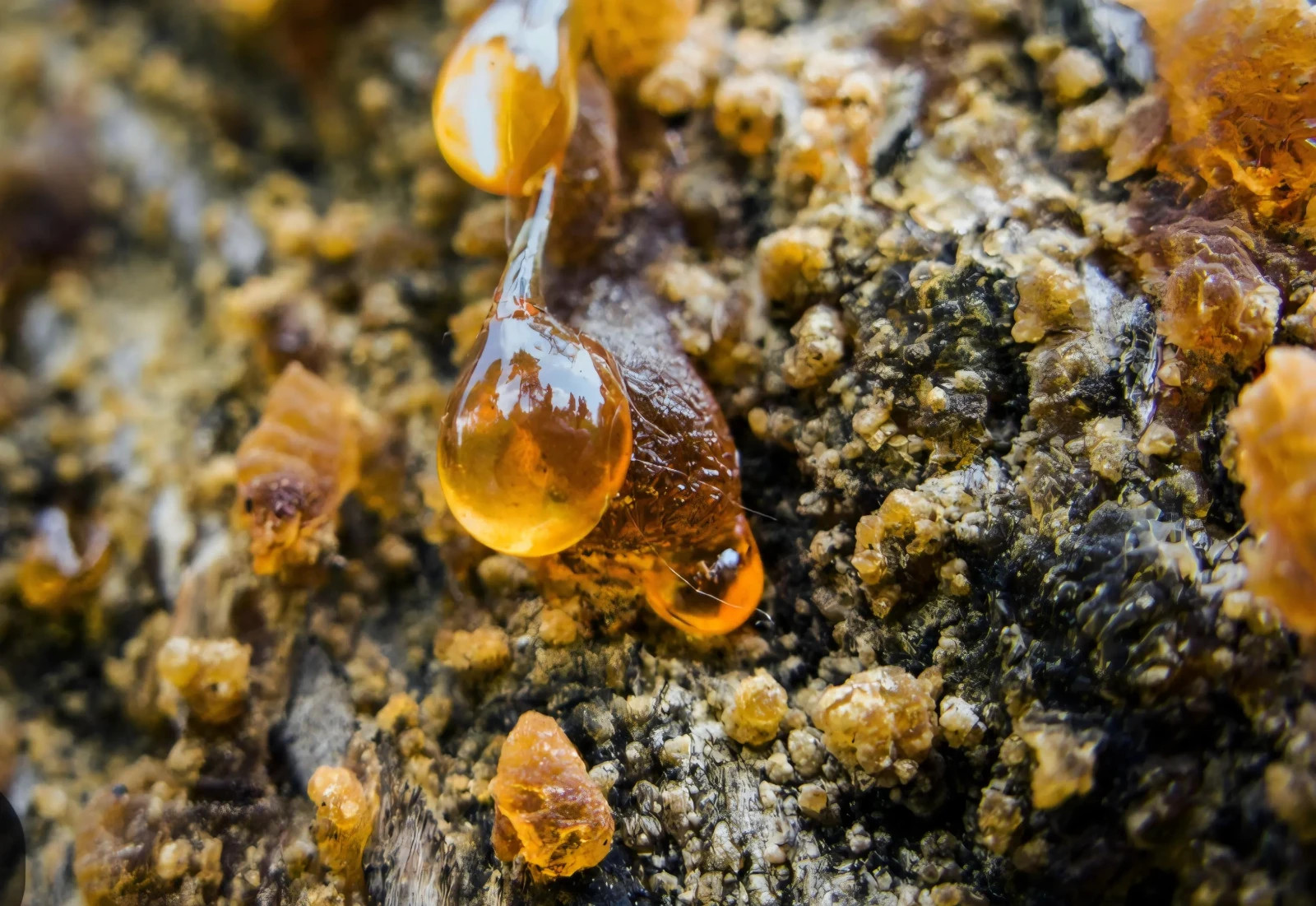 Wild Harvested Organic Pine Resin Salve