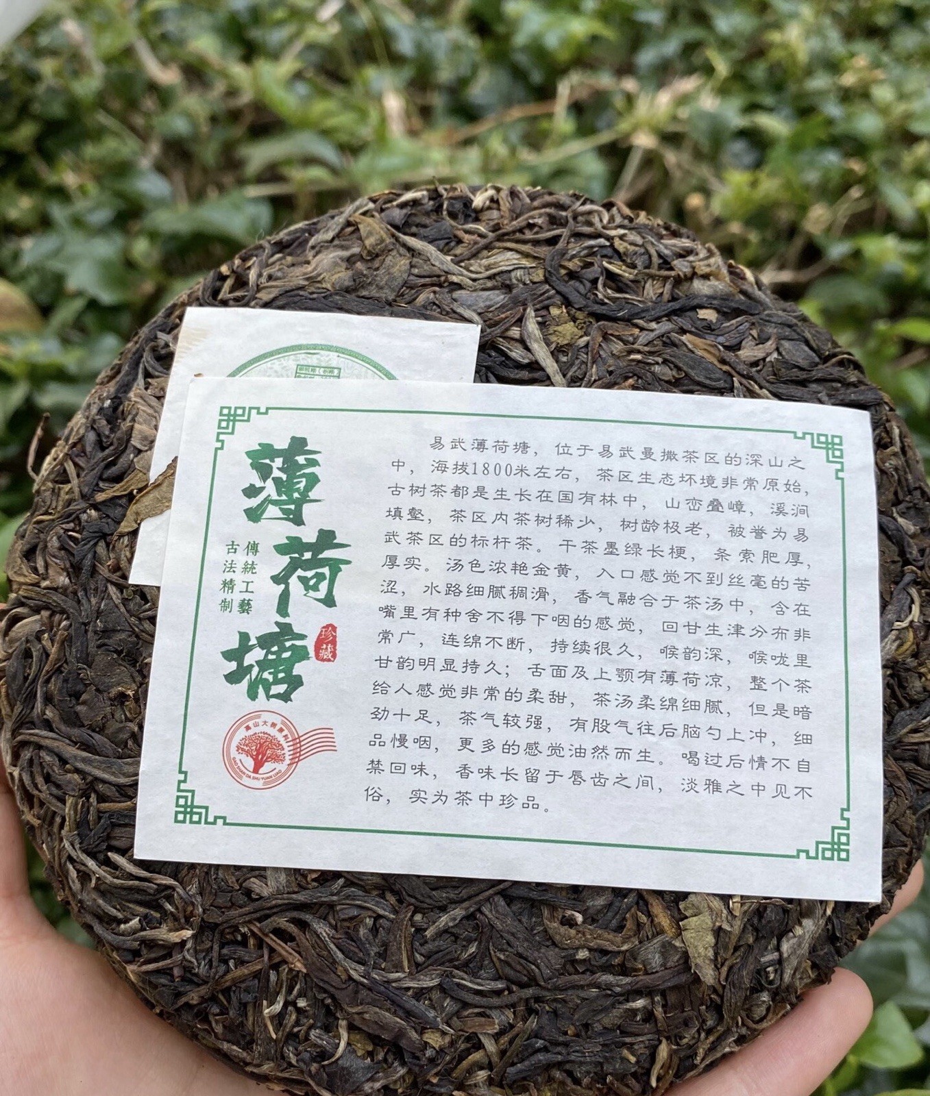 易武 薄荷塘 Pu-erh Sheng (Raw) Tea & Infusion Brick 200g Chinese 普洱生茶