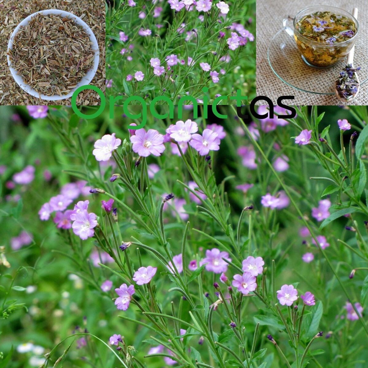 WILLOW HERB TEA ORGANIC – Willowherb Epilobium Prostata Herbal Tea 200g / 7.10oz
