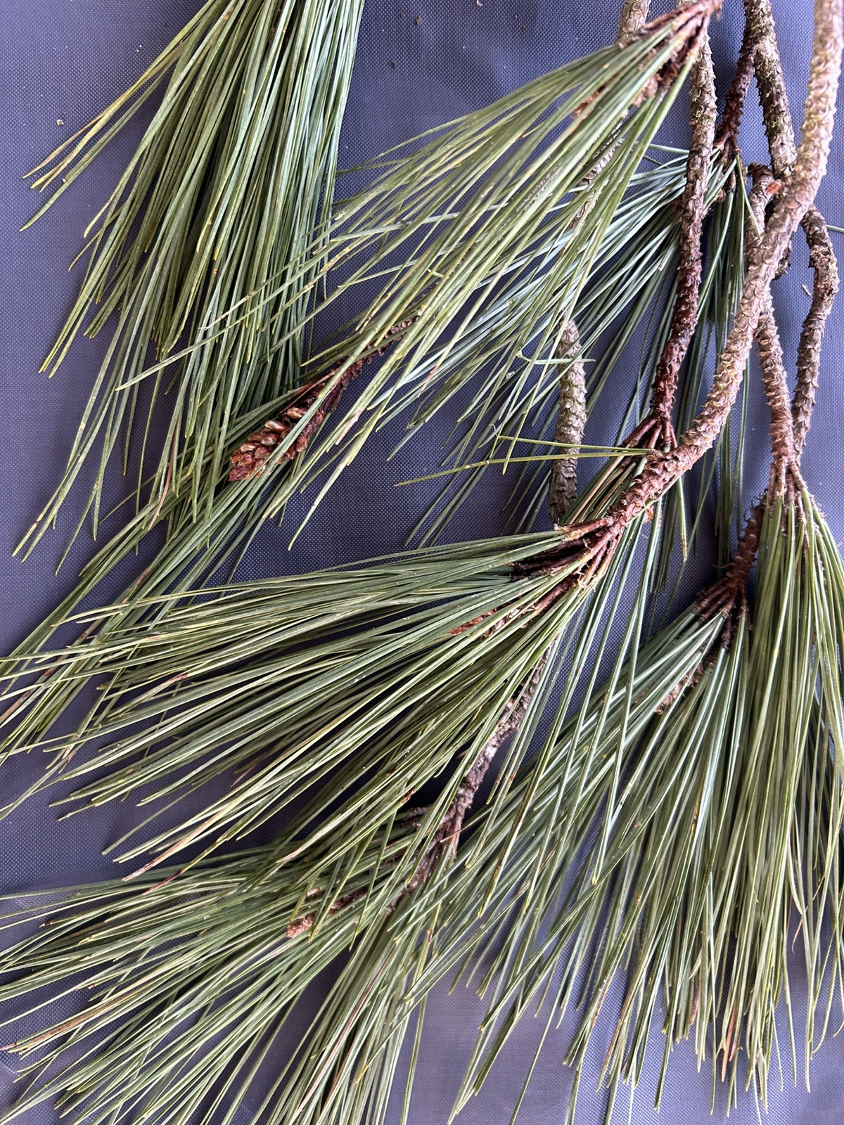Eastern NC White Pine Needles 12 oz package With Couple Of Young Pine Cones