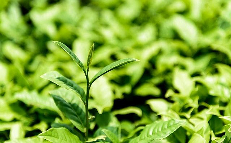 250g Green Tea Organic Early Spring Huangshan Maofeng Tea Weight Loss Sheng Cha