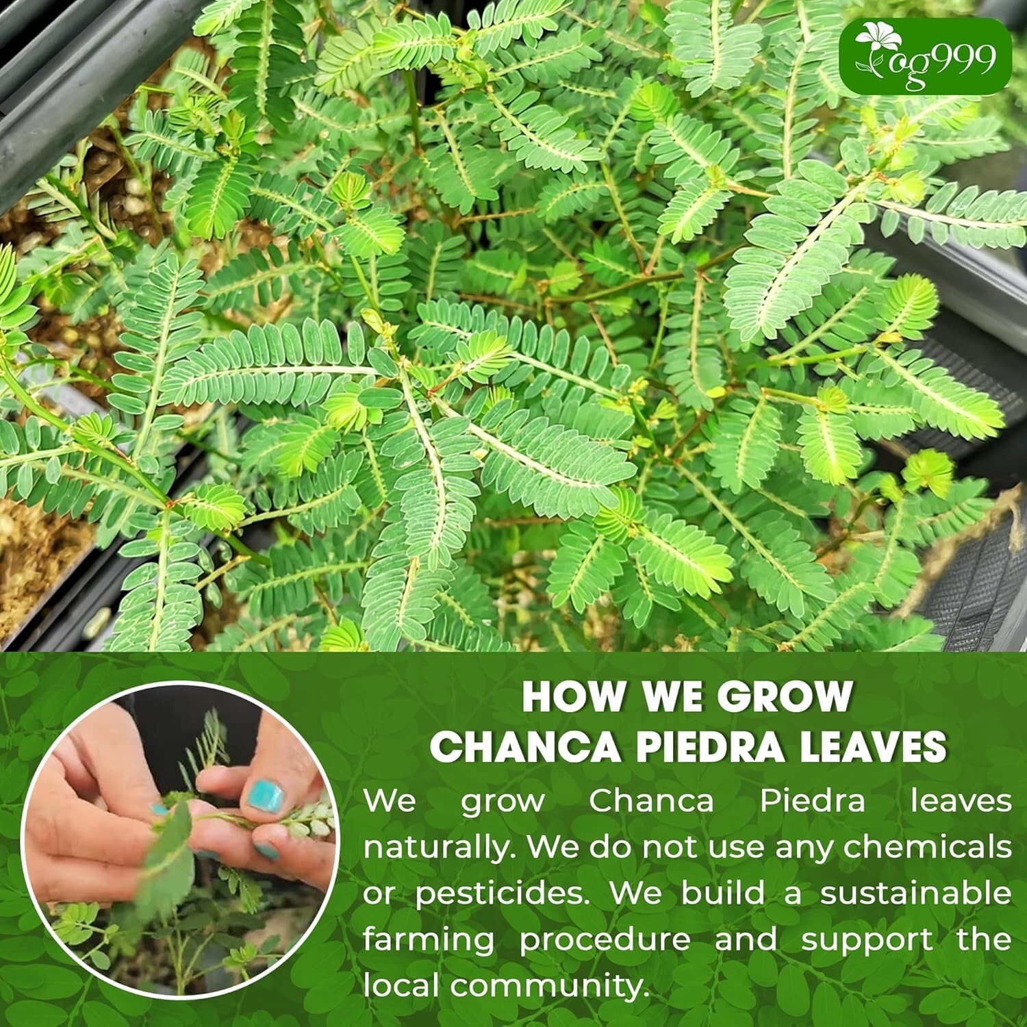 Convenient Chanca Piedra Tea Bags – 120 Count Natural Remedy for Busy Lifestyles