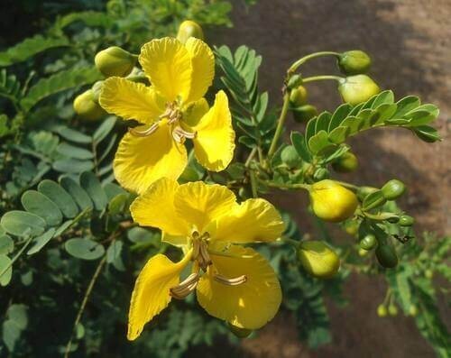 Natural Ayurvedic dry Ranawara Mal Herbal Tea Drink cassia auriculata
