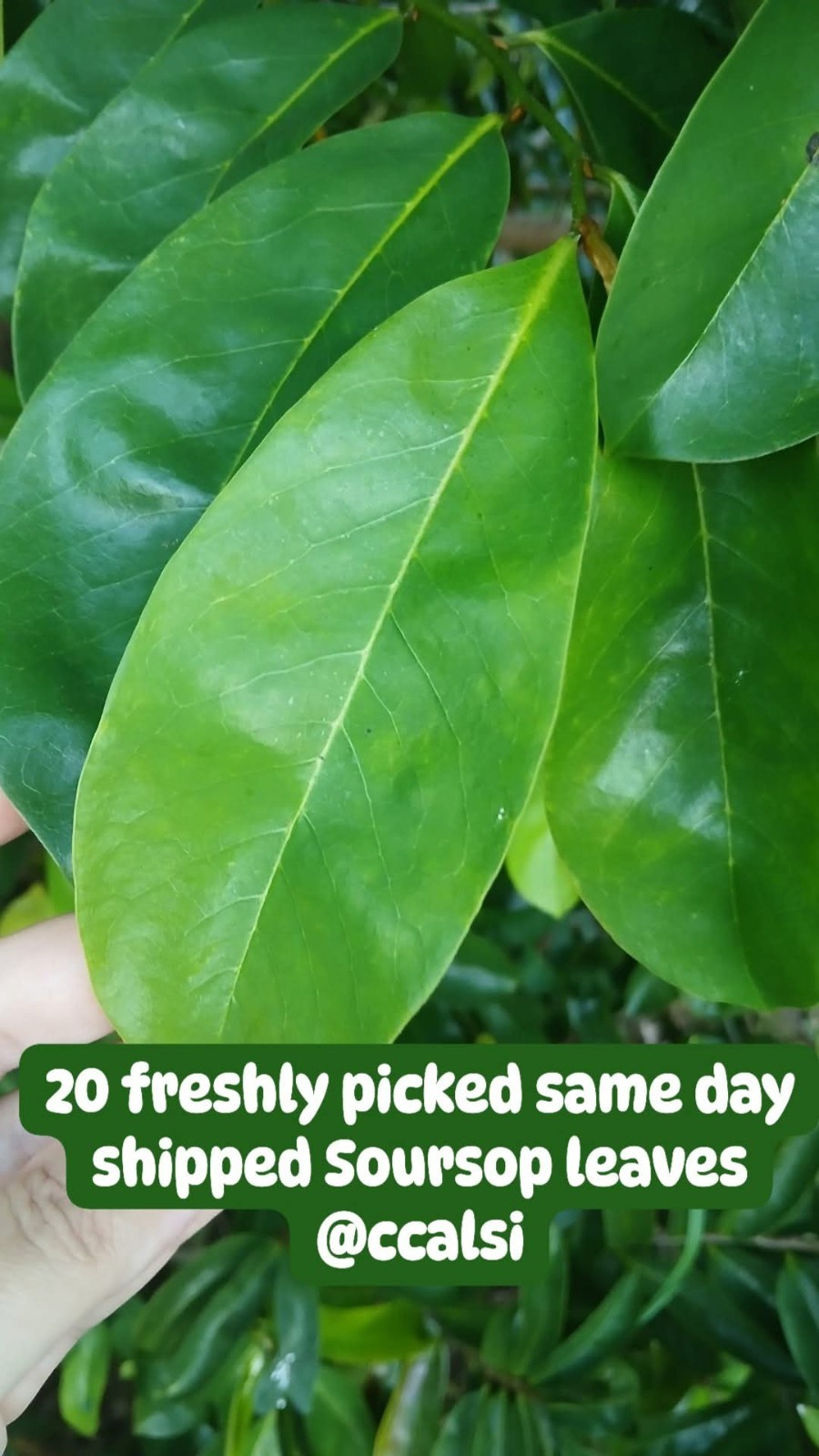 20 Fresh Soursop Leaves Picked Same Day Shipped