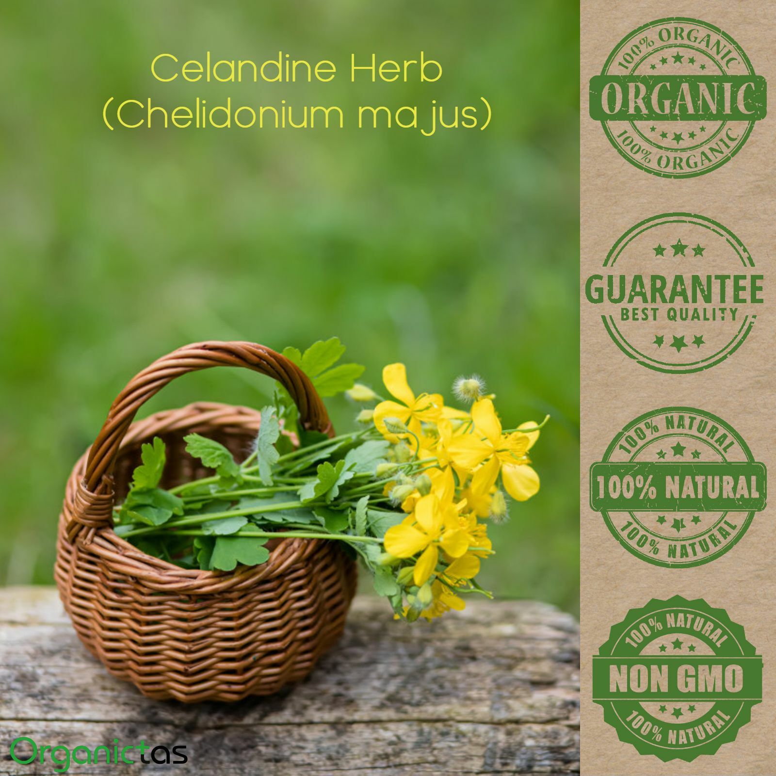 Greater CELANDINE Herbal Tea Organic Premium Quality Dried Loose Herb 50-200g