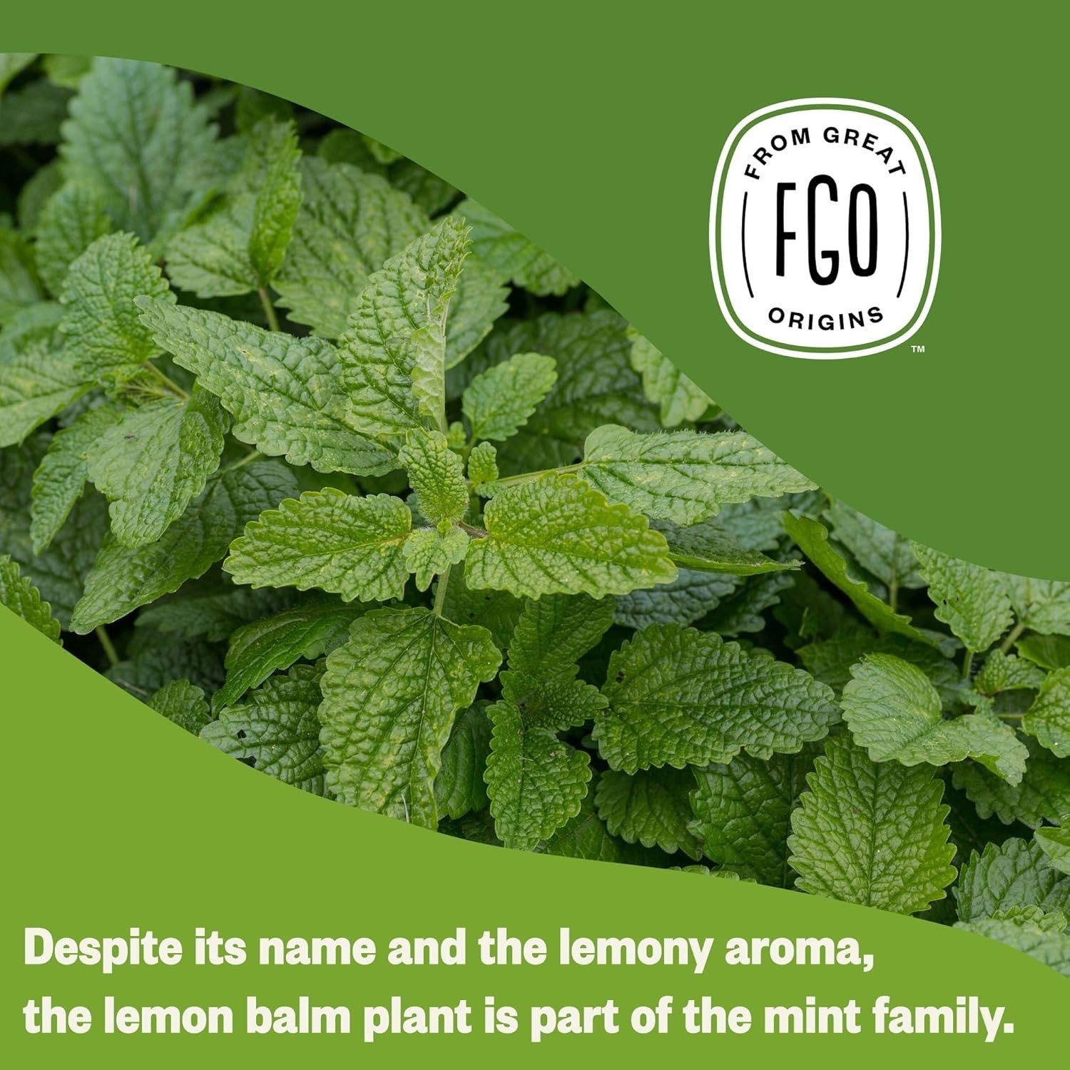 100 Count Caffeine-Free Organic Lemon Balm Tea for Mood Enhancement & Relaxation