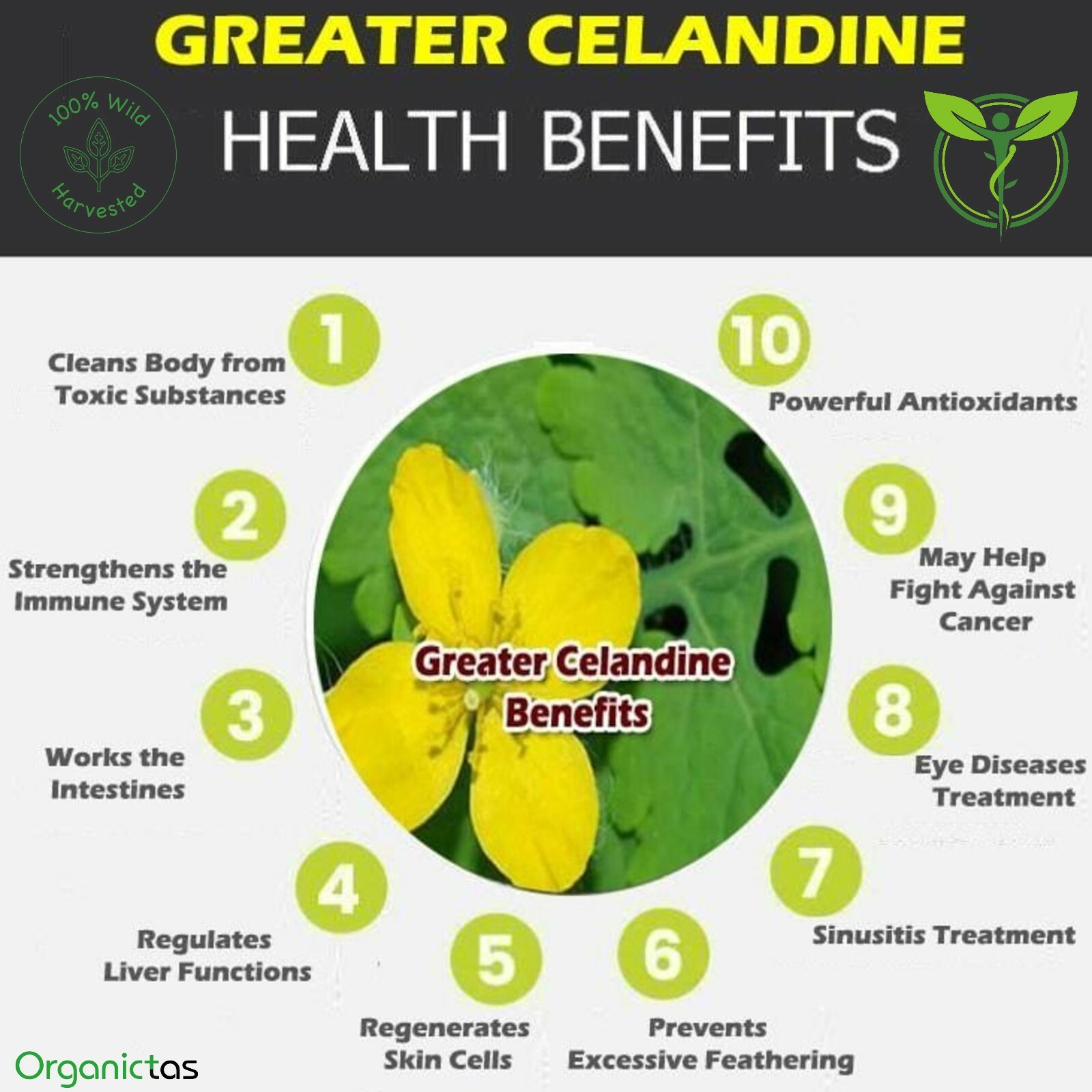 Greater CELANDINE Herbal Tea Organic Premium Quality Dried Loose Herb 50-200g