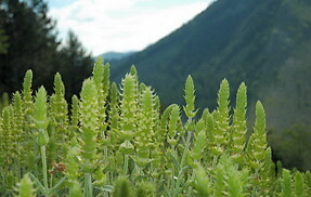 Greece Mountain tea wild organic bunch sideritis scardica ironwort handpicked