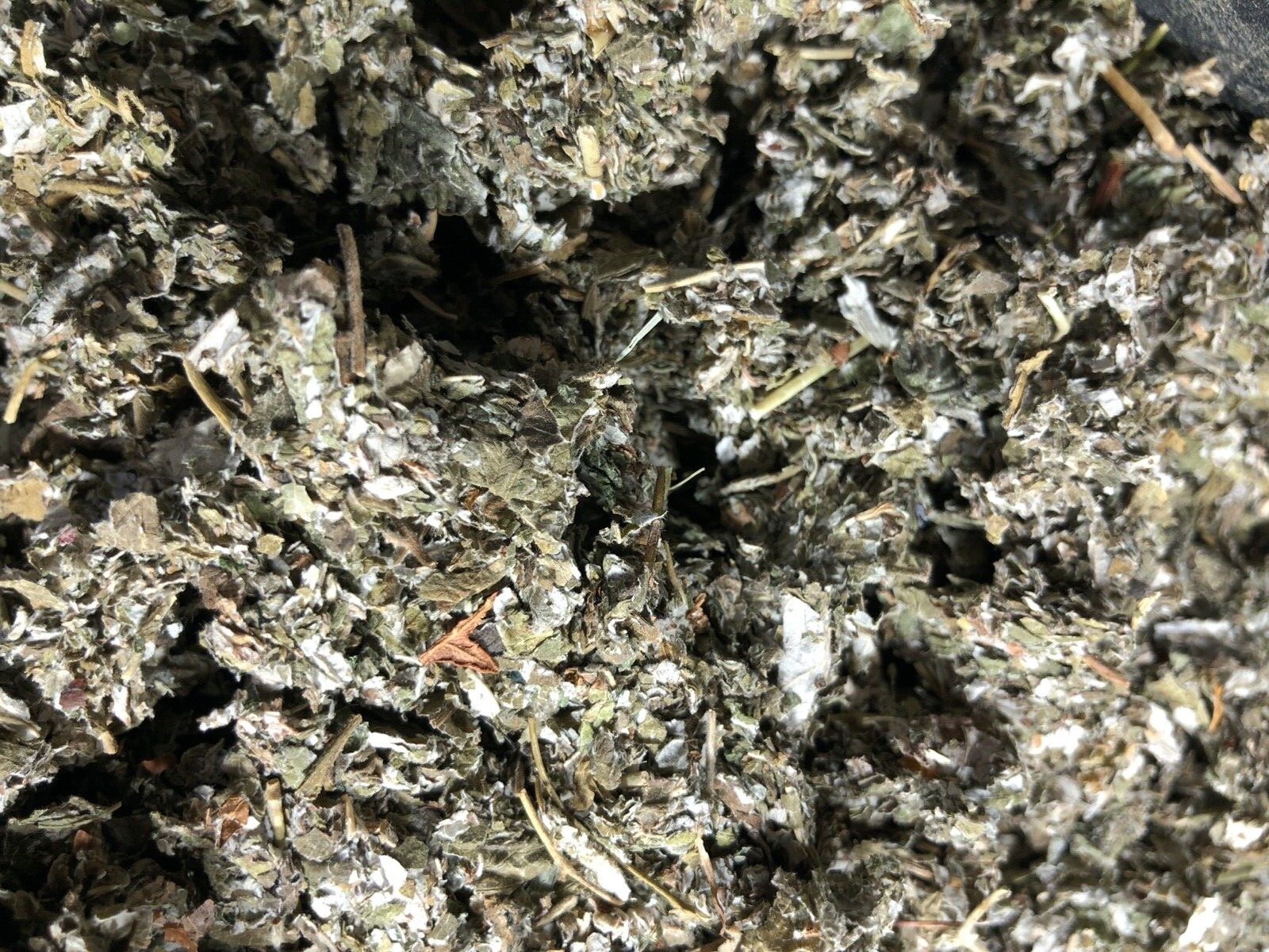 Red Raspberry Leaf ORGANIC cut Wild Crafted￼ rubus idaeus Bulk Herb 1 Lb pound