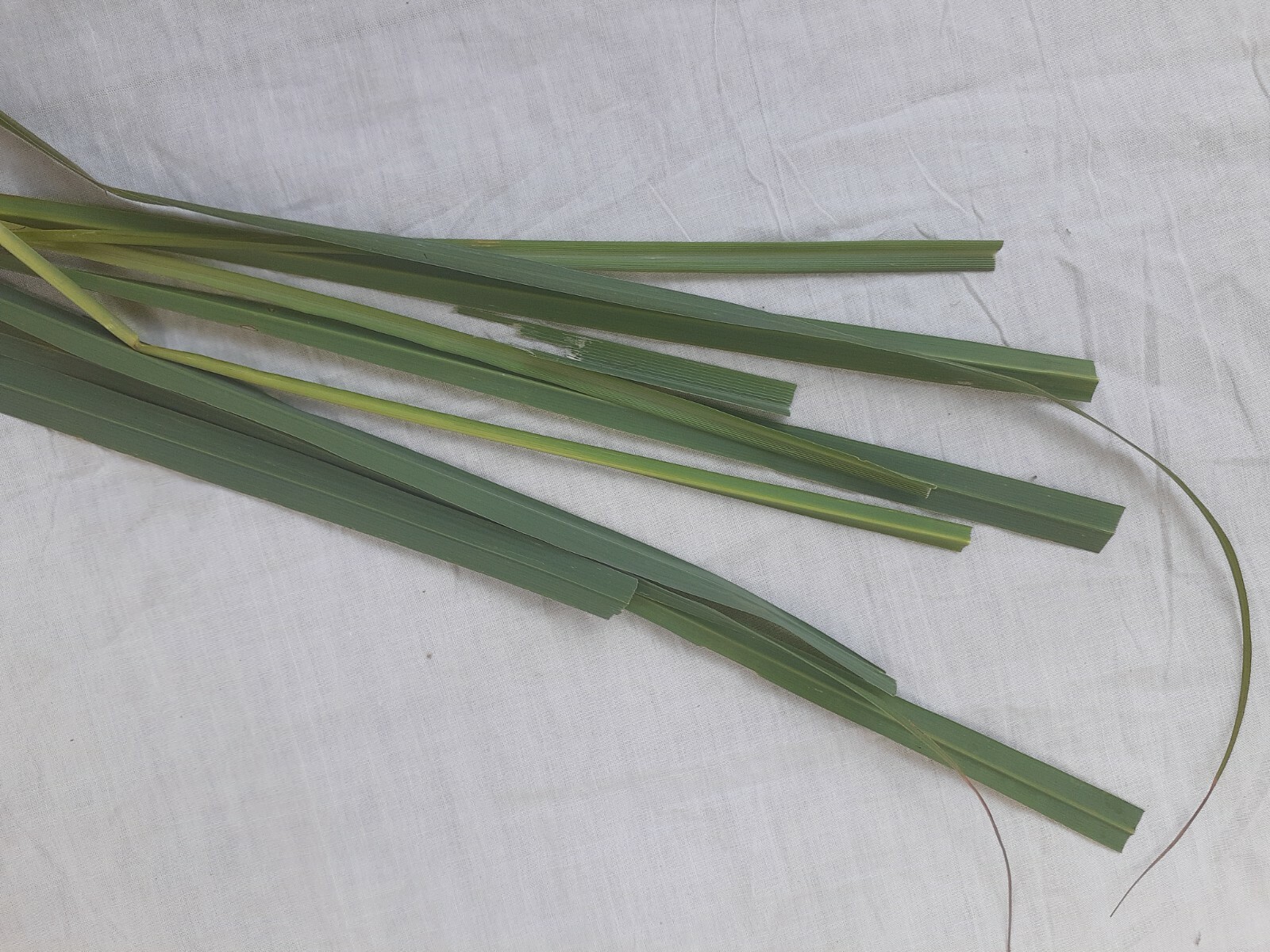 Ceylon Natural Dried Lemongrass Leaves for Herbal Tea Cetronella Cymbogon 100g