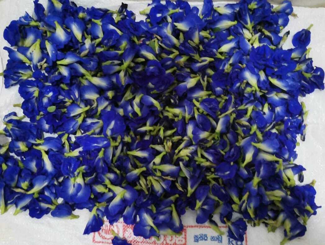 100% Natural wind dried organic blue butterfly pea flowers for teas & drinks 28g