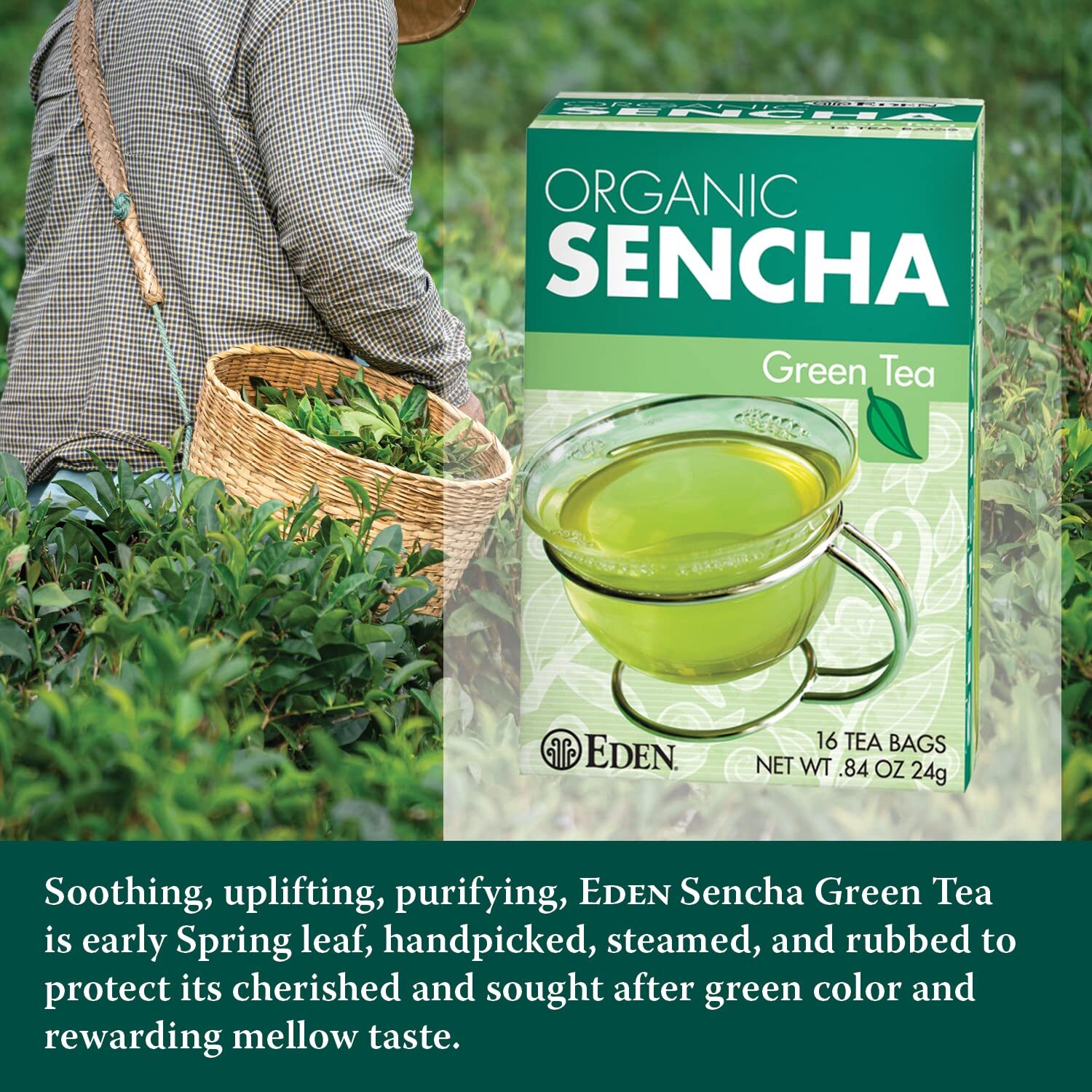 Organic EDEN Sencha Green Tea 3 Count Handpicked Antioxidant Rich Leaves