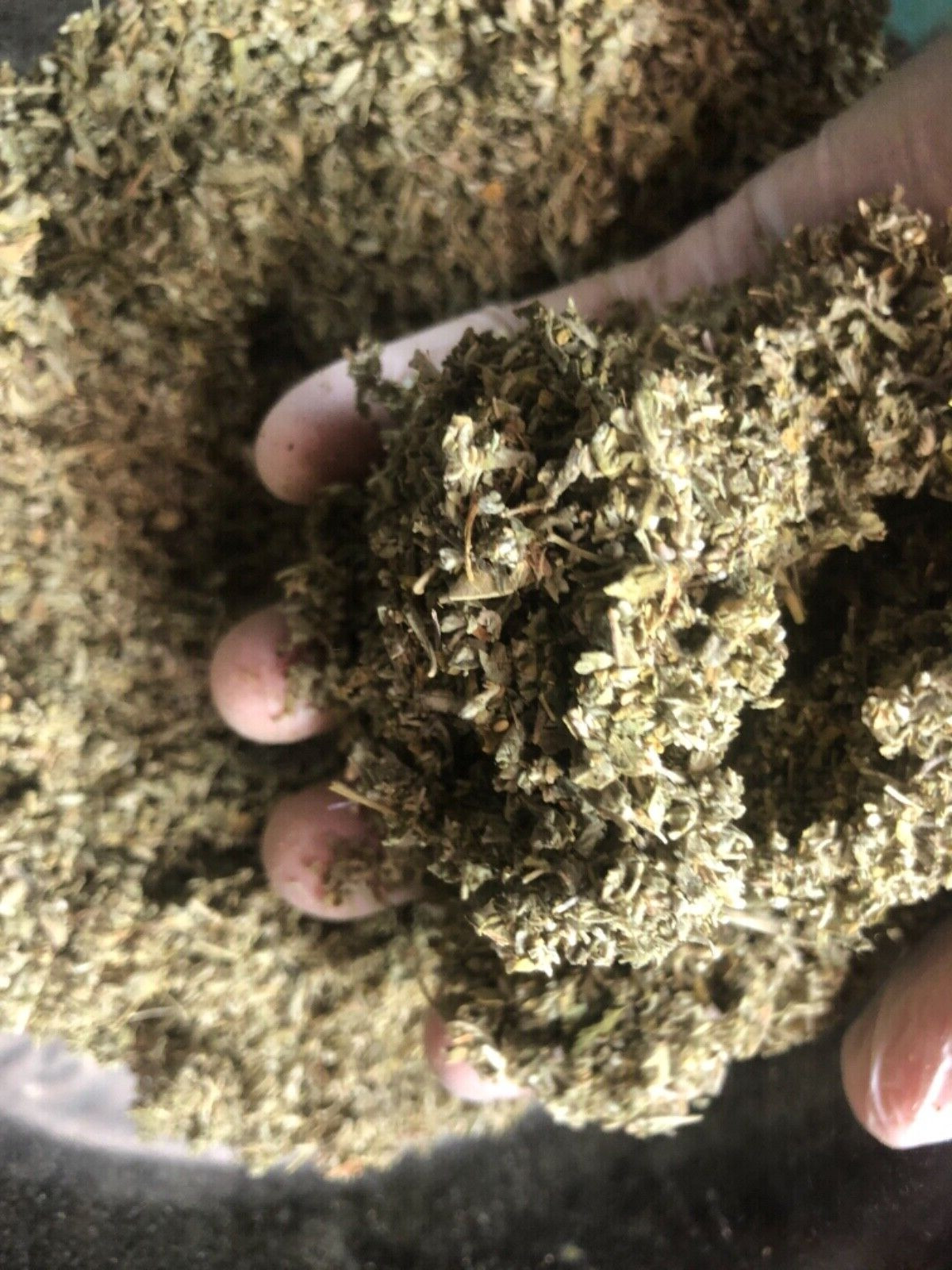DAMIANA leaf – loving ORGANIC male pleasure healing c/s cut herb 3 lb pound