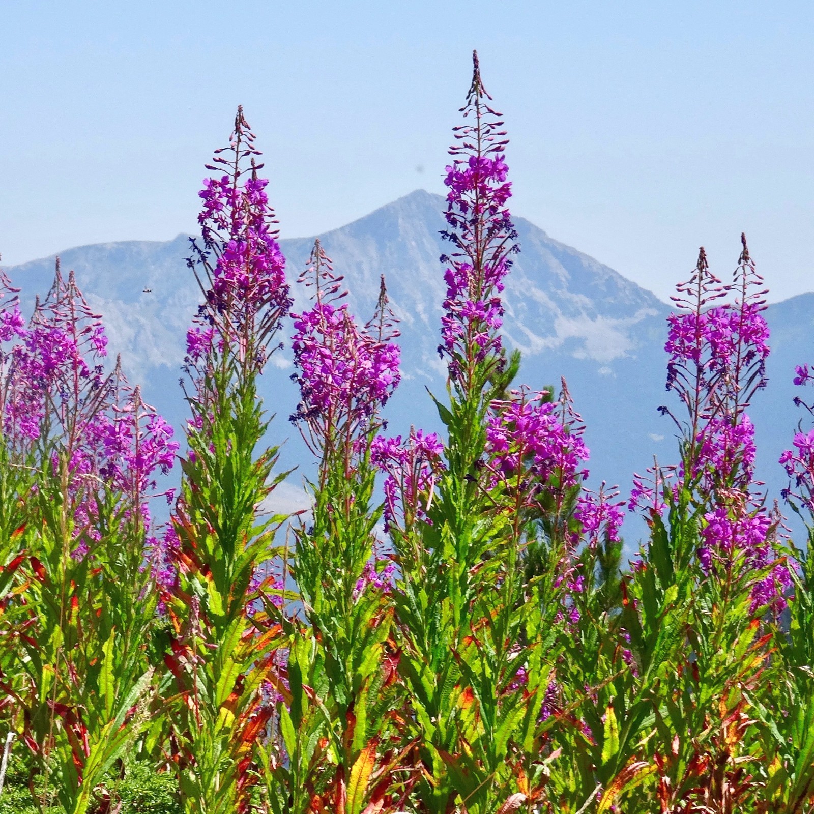 Fragrant Icelandic Fireweed Flowers – Wild Arctic Aromatic Blossoms Tea