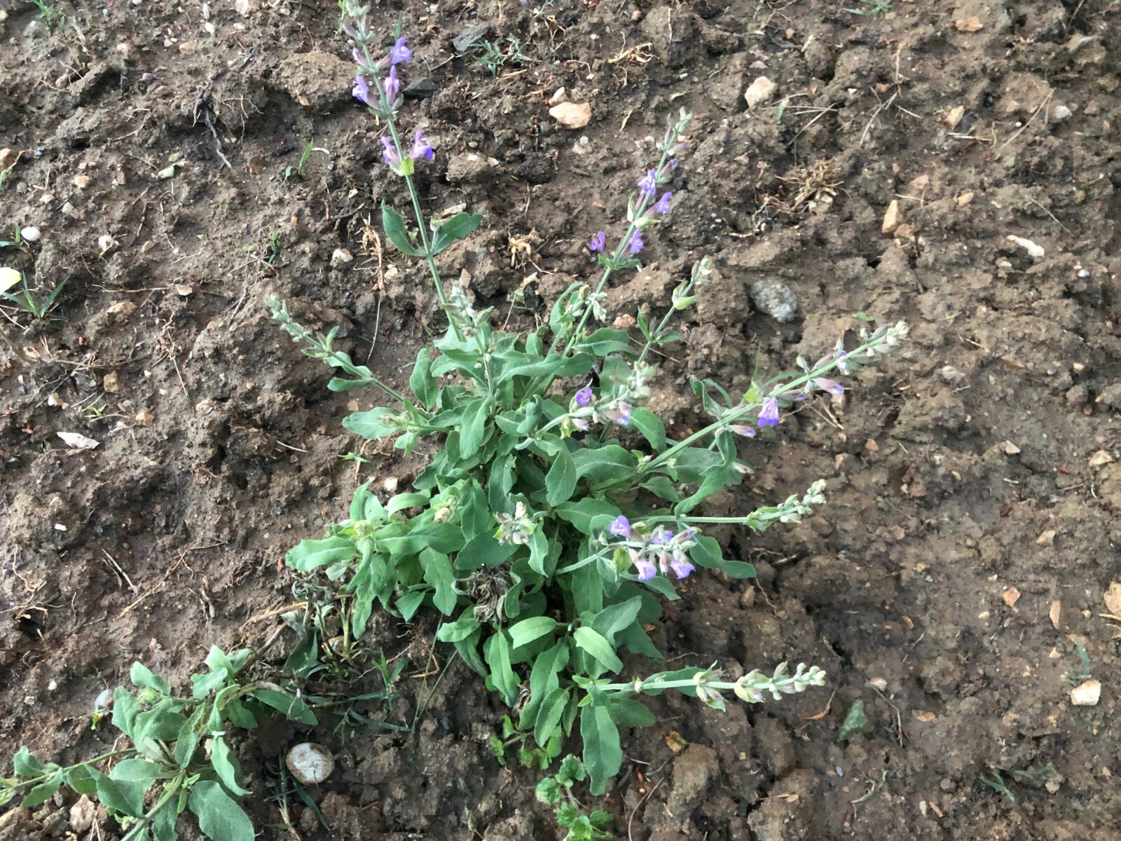 WILD ORGANIC SAGE DRIED LOOSE LEAF SALVIA OFFICINALIS ALBANIA BIO HERBS GRAM OZ.