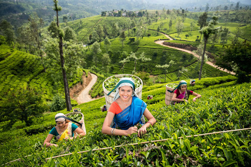 100% Pure Ceylon Black Tea Natural Organic Premium Quality Fresh Drink Lose Leaf