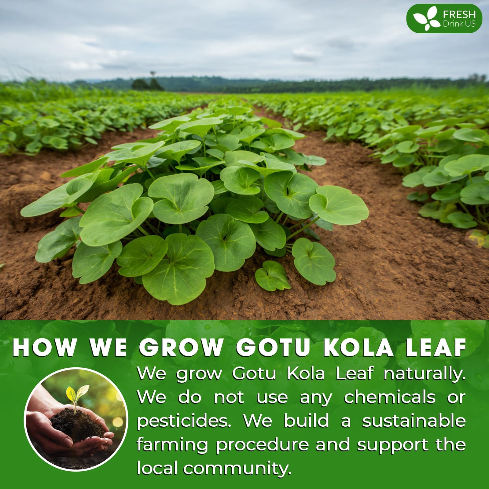Gotu Kola Leaf Tea Bags – Caffeine-Free Herbal Infusion, 40 Count, Refreshing
