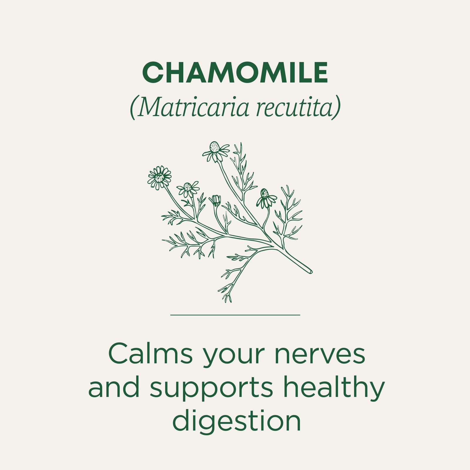Traditional Medicinals Organic Chamomile Herbal Leaf Tea, 16 Count (Pack of 6)