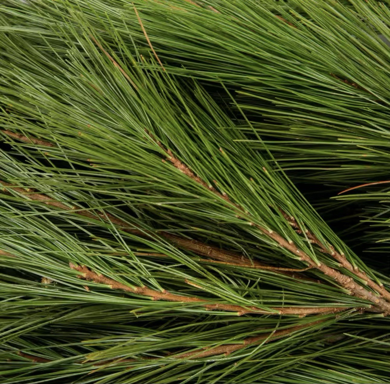 Fresh Eastern White Pine Needles 4oz Bundle – The Tall Pine