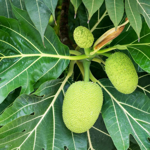 15+ Natural Quality Breadfruit Dried Leaves Artocarpus Ceylon Herbal Tea
