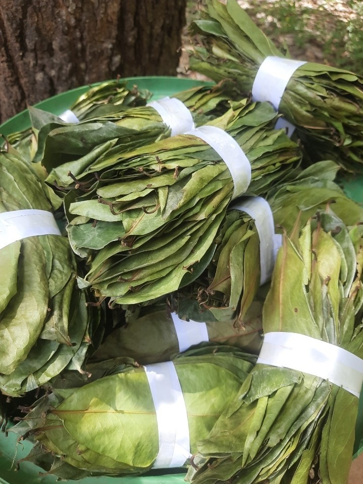 2200 Dried Soursop Leaves- Annona HOJAS DE GUANABANA GRAVIOLA Quality Herbal Tea