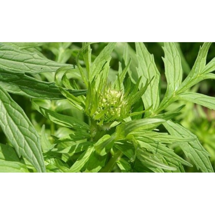 Valerian Root Dride Herb Loose Premium Tea Valeriana officinalis 50 g