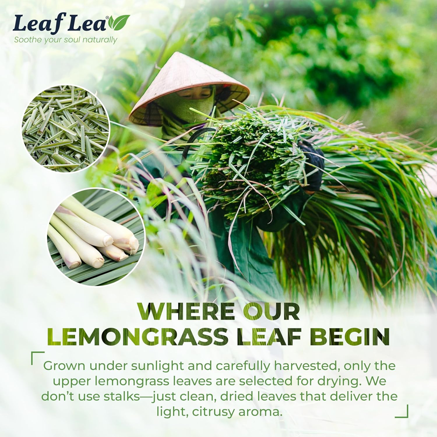80 Premium Lemongrass Tea Bags, Natural Herbal Lemongrass Leaves, Te De Limoncil