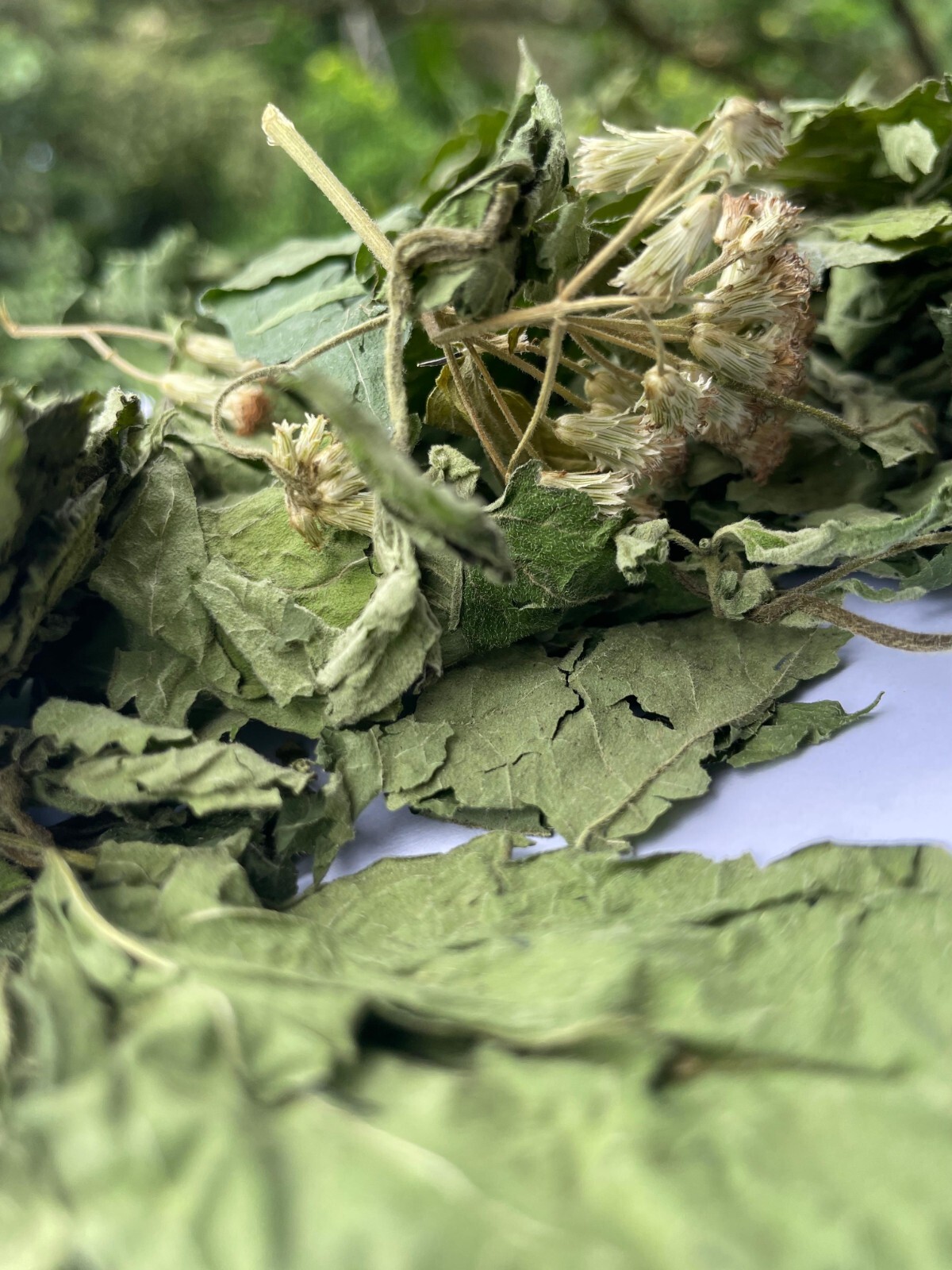 Calea Zacatechichi Mexican Dream Herb Lucid Dream Pure Dried Leaves Herbal Tea