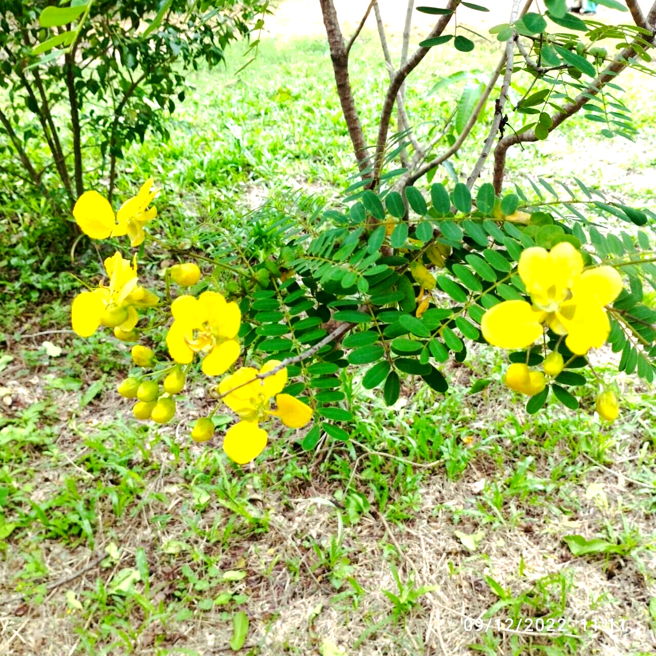 Ceylon Dried Ranawara Mal Herbal Tea cassia auriculata Ayurveda Natural Drink