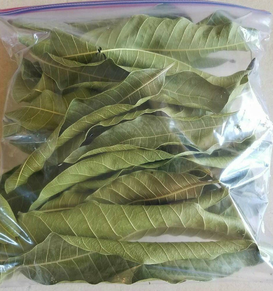 ORGANIC Dried Mango Leaves Ceylon 50 leaf For Tea Weight loss & Vitamin C, B, A