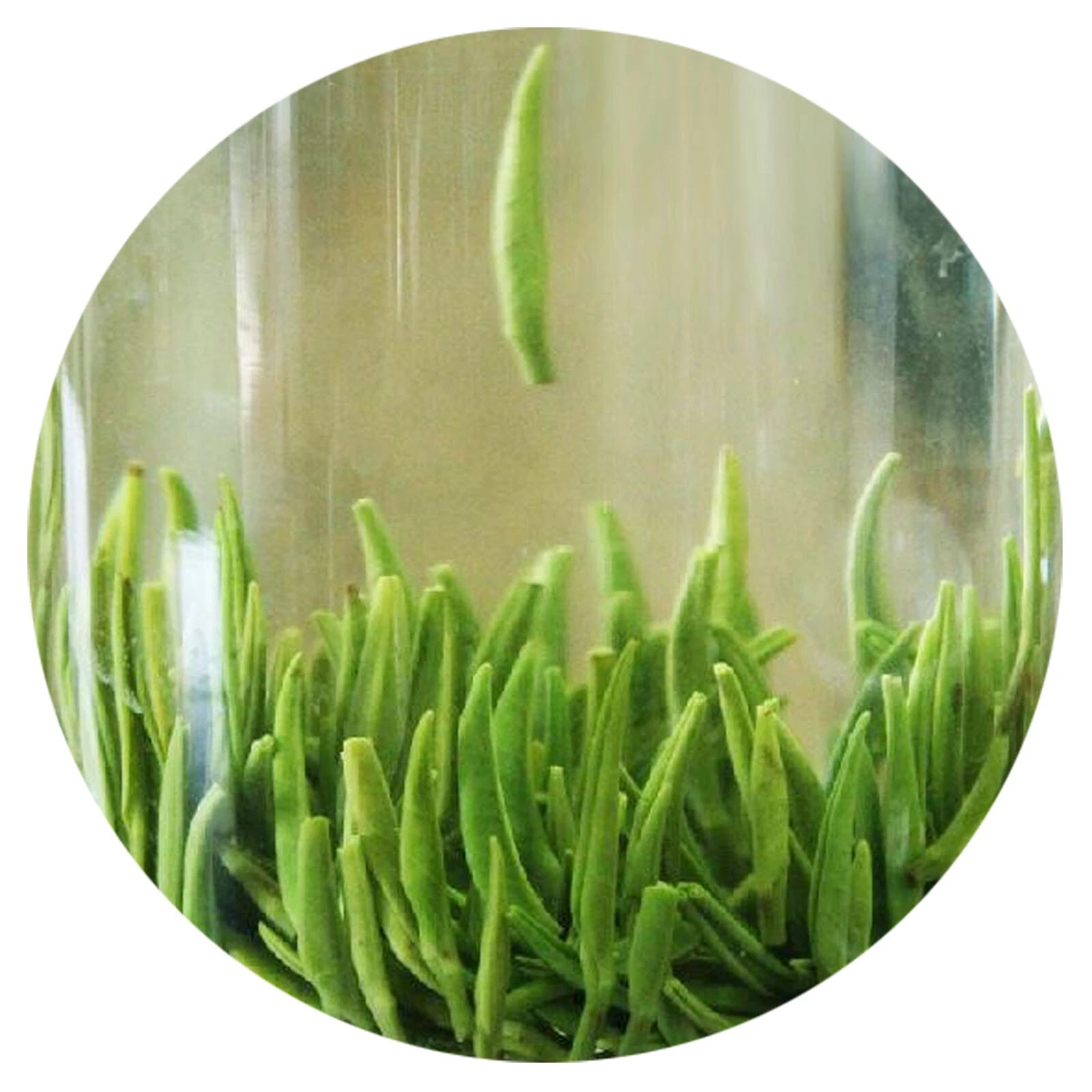 Supreme Emei High Mountain Zhuyeqing Spring Bamboo Chinese GREEN TEA 500g