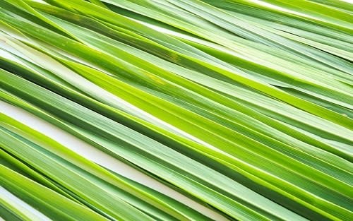 Organic Lemongrass Tea 1 LB | Cut & Sifted Loose Leaf | Aromatic Herbal Seasonin