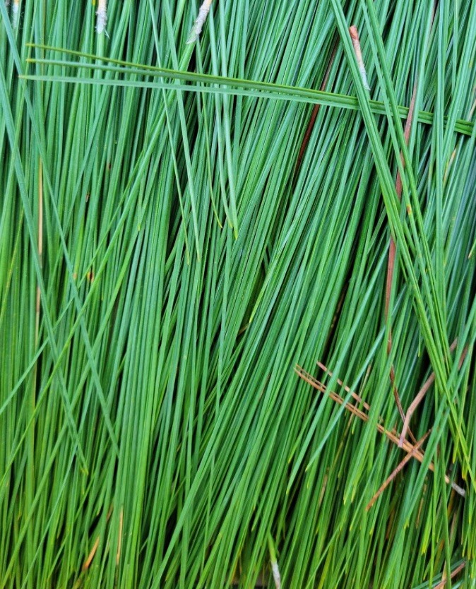 1 Oz Dried Eastern White Pine Needles For Basket Weaving Making Craft Arts