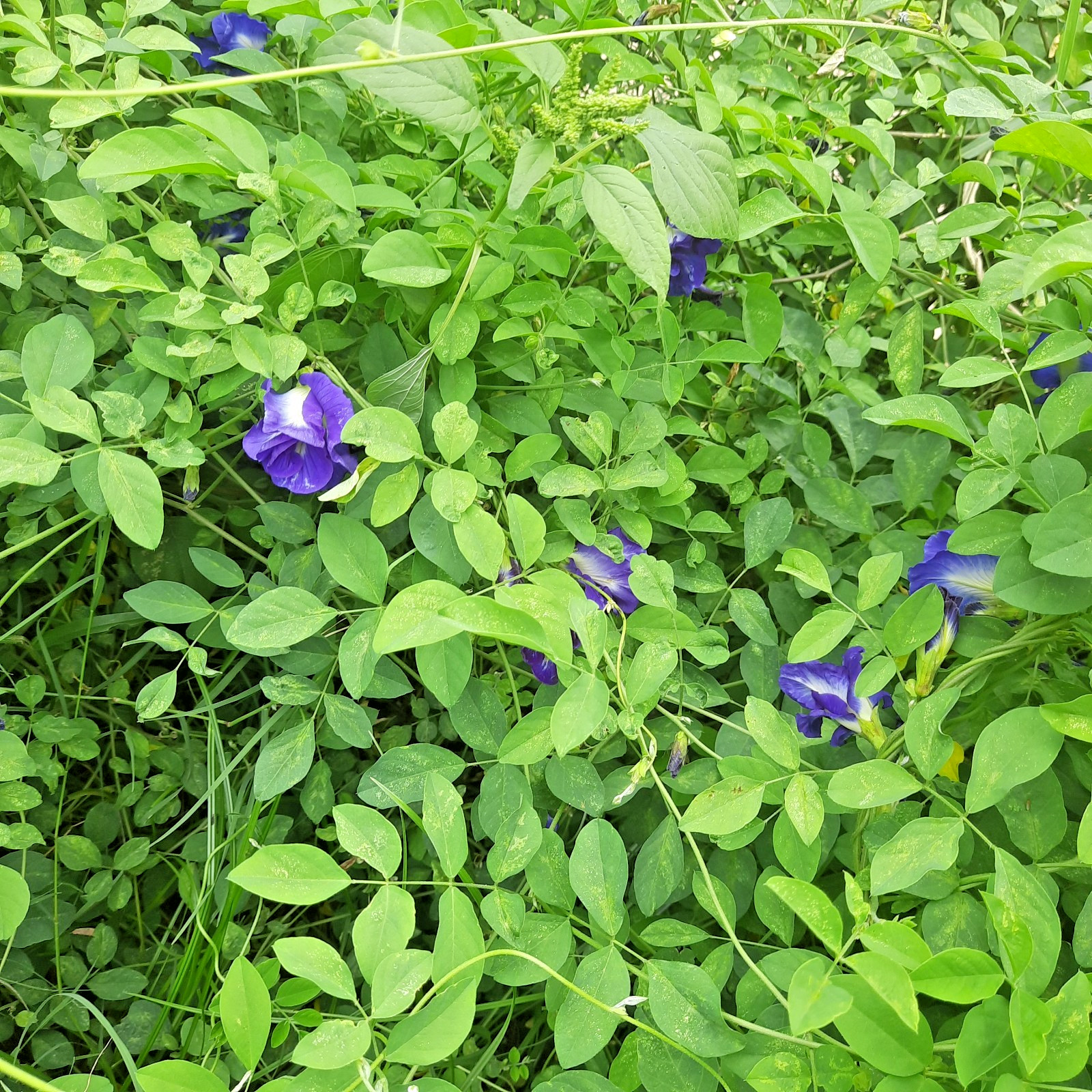 Blue Butterfly Pea Flowers Herb Tea Original CLITORIA TERNATEN 1kg Express ship*
