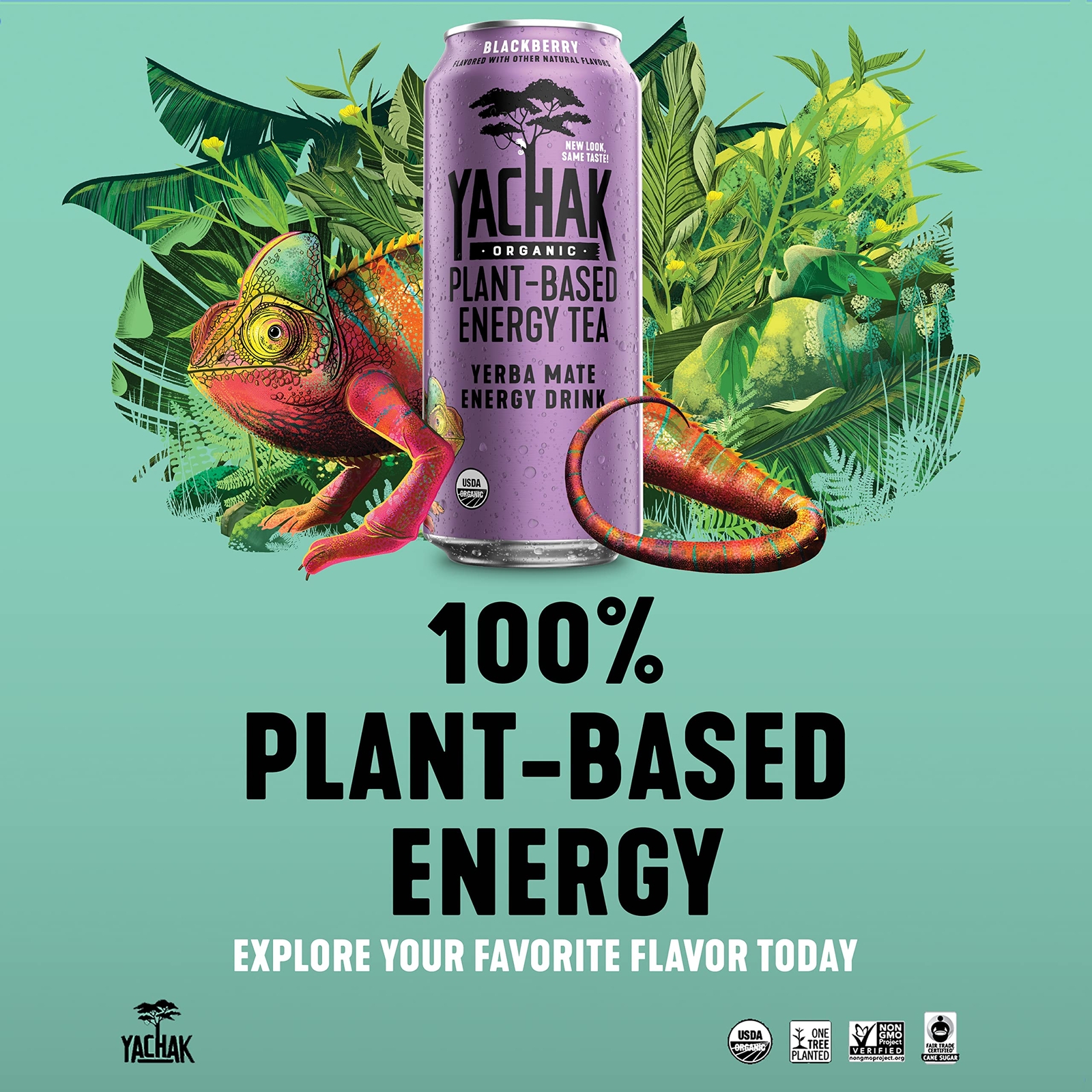 YACHAK Organic Yerba Mate Blackberry Flavor 16 Fl Oz Pack of 12 Cans