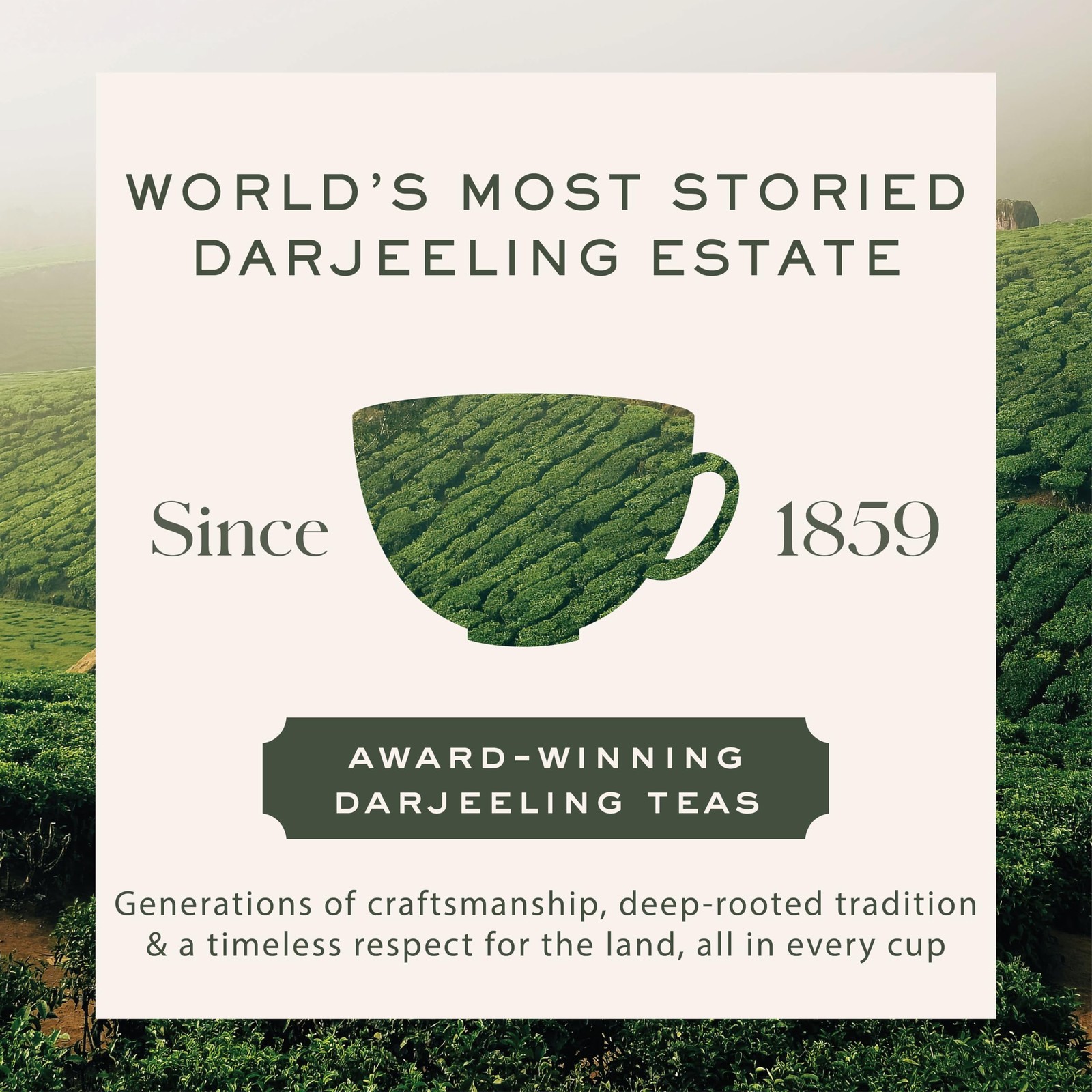 Darjeeling Black | 250 gm