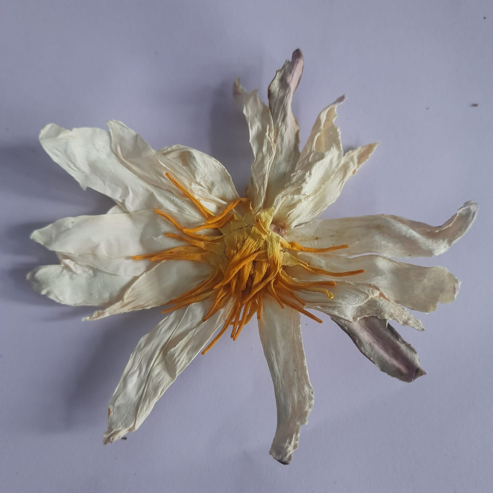Ceylon 100% Organic White Lotus Nymphaea Ampla Hand Picked Dried Flowers Tea