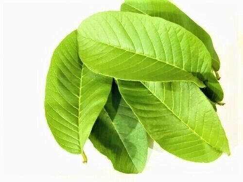 Organic Garden 30 Guava Leaves Fresh Green Dried Antidiabetic Anti Hair Lo