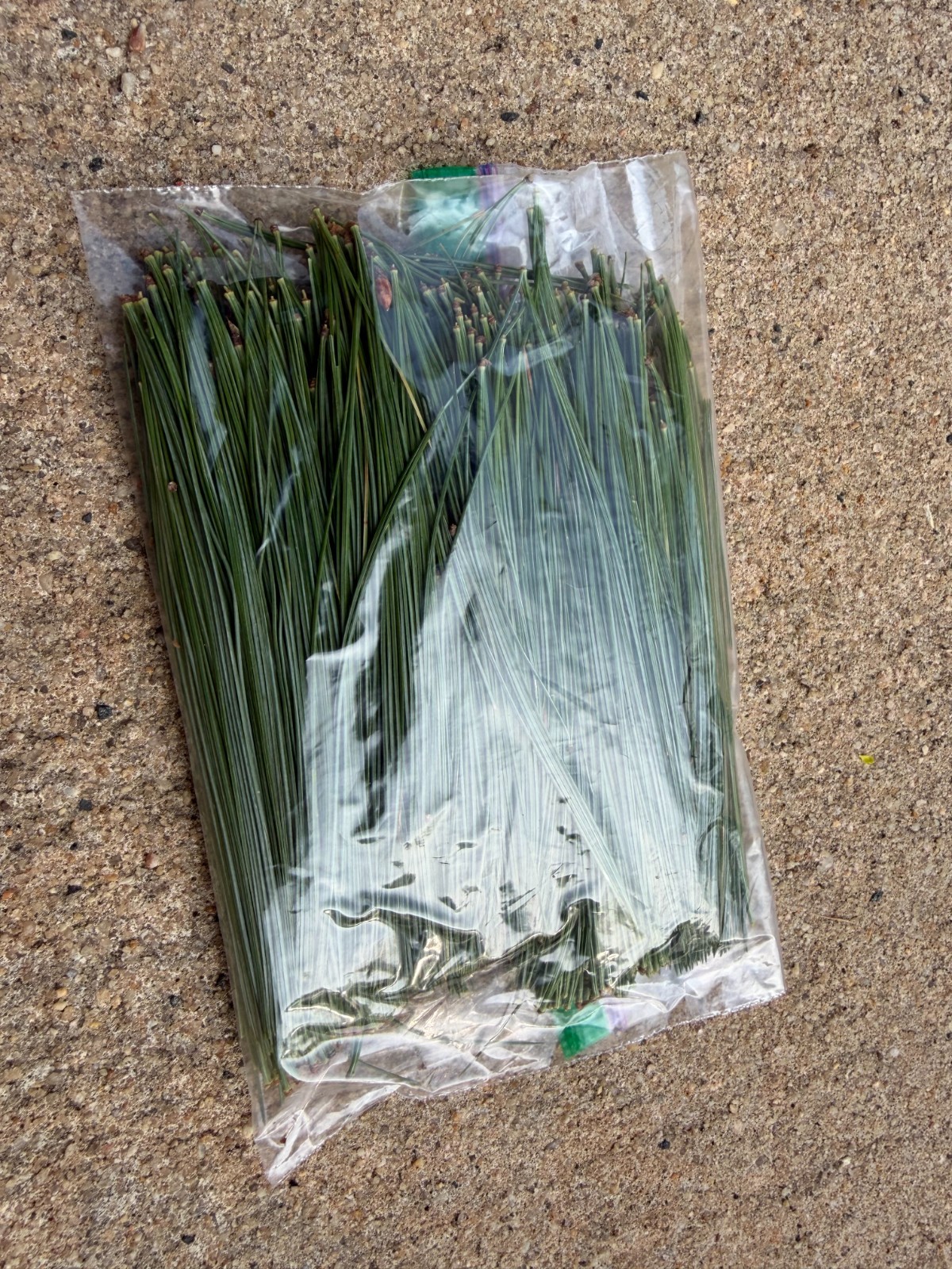 Fresh Eastern White Pine Needles NJ Wild Harvest 1 LB – Tea Crafts Natural