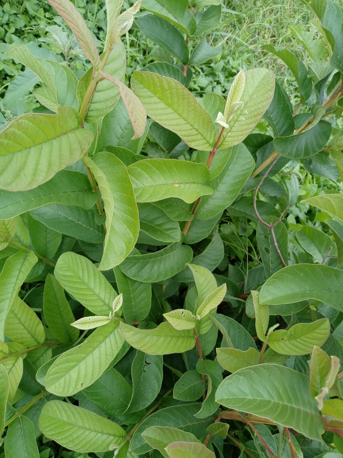 Guava 100 Fresh Leaves – Hojas de Guayaba