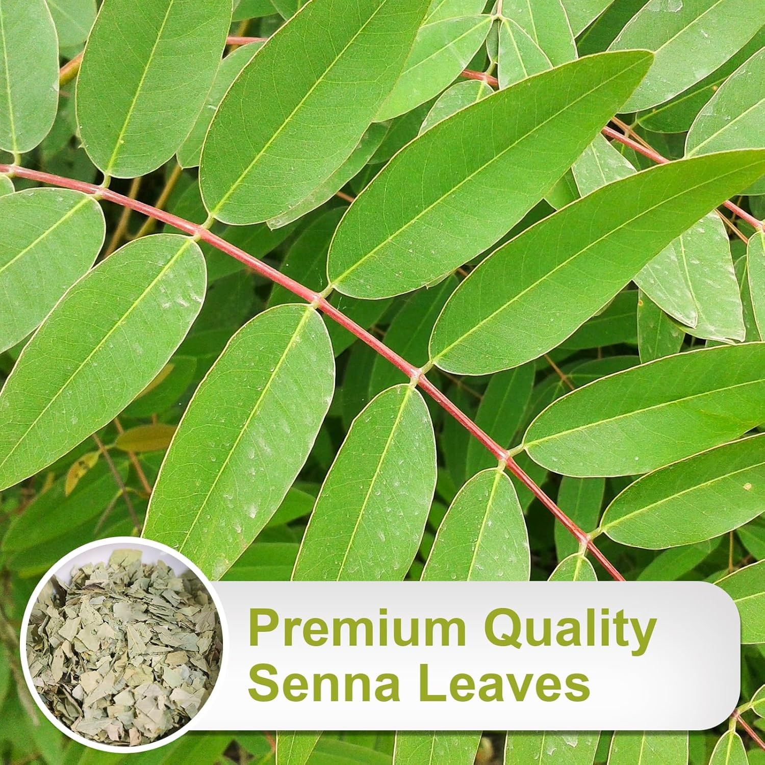 TEARELAE – Senna Tea – 1.5g x 64 Count Leaves 64 (Pack of 1)