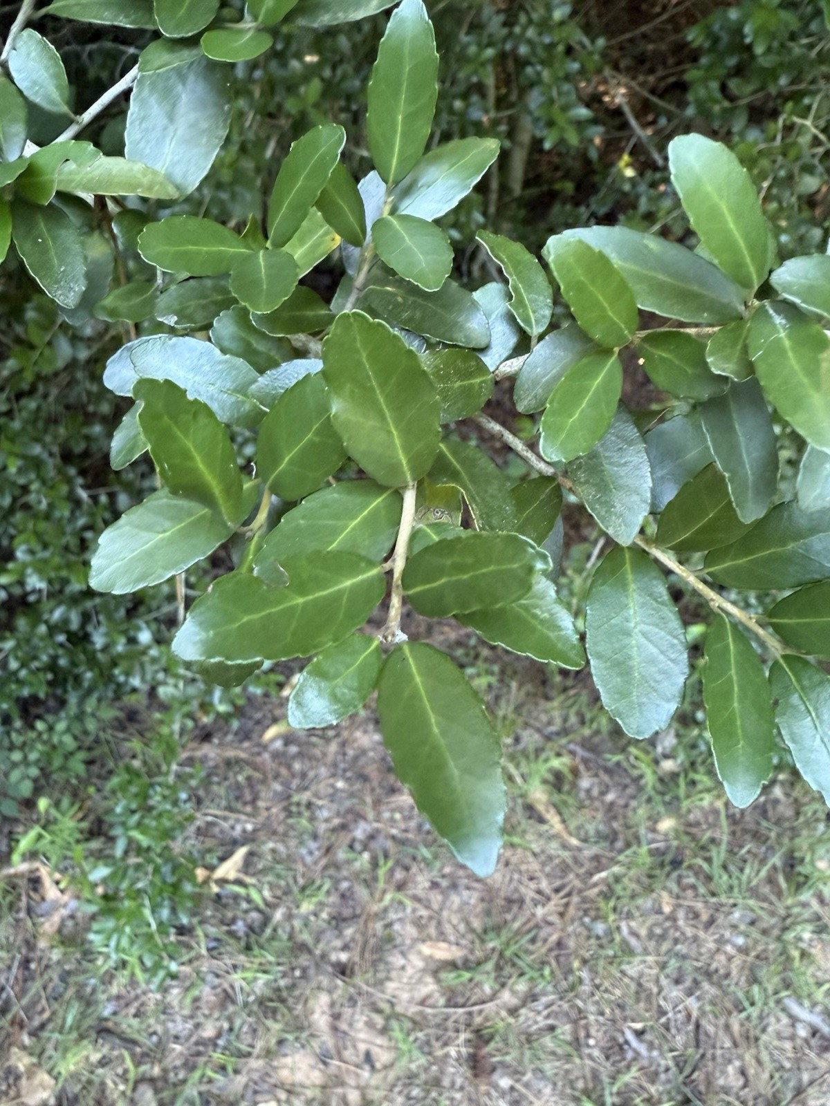 Wild-Foraged Yaupon Holly Leaves 4oz 100% Natural & Clean Dehydrated Caffeine