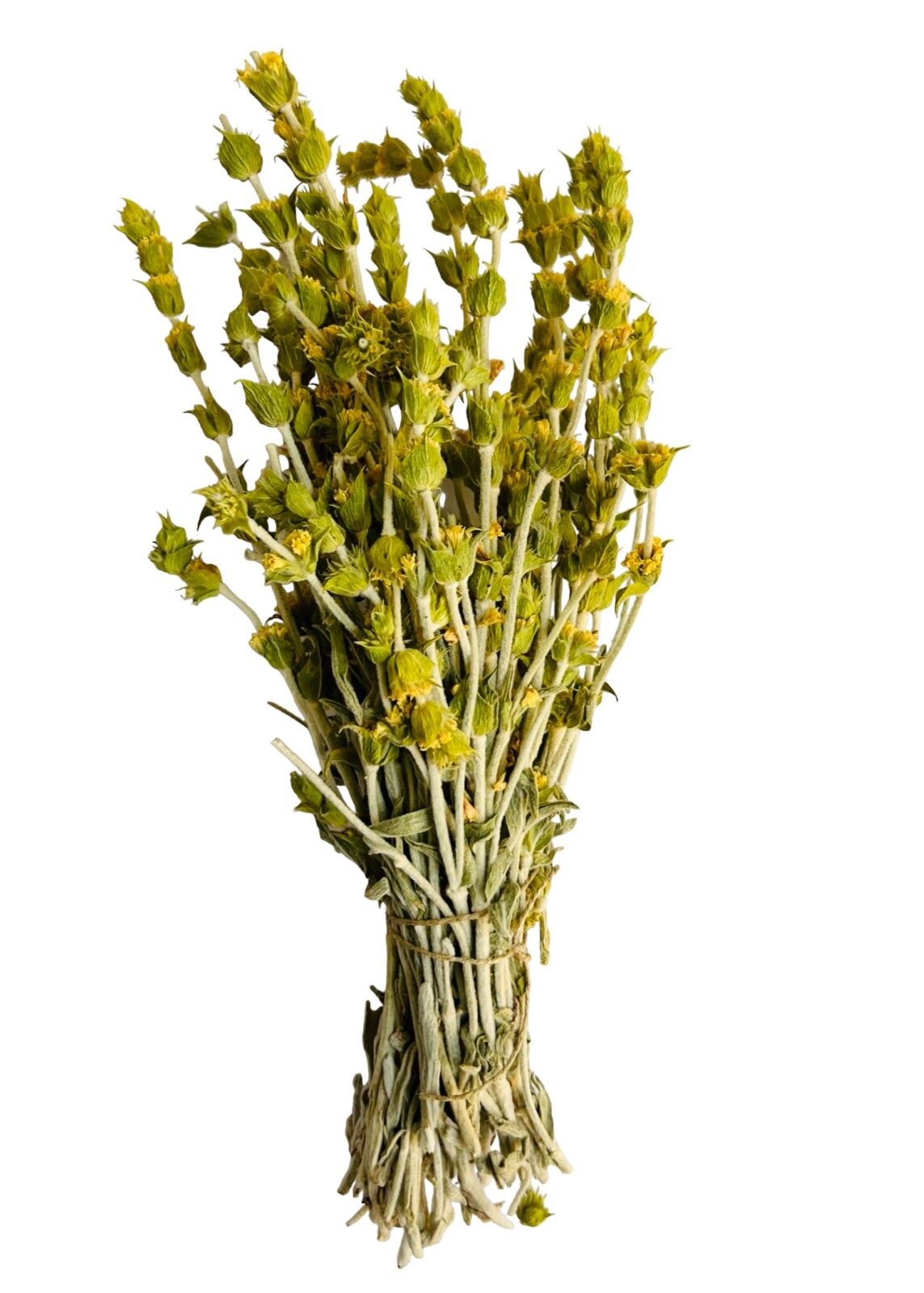 Premium Greek Mountain Τea Sideritis Scardica 950g (33.5 oz) | Harvest June 2025